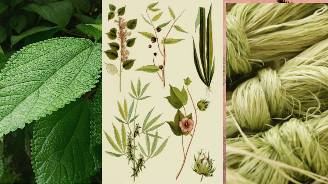 La ramie : connaissez-vous cette cousine de l’ortie qui devient tissu ?
