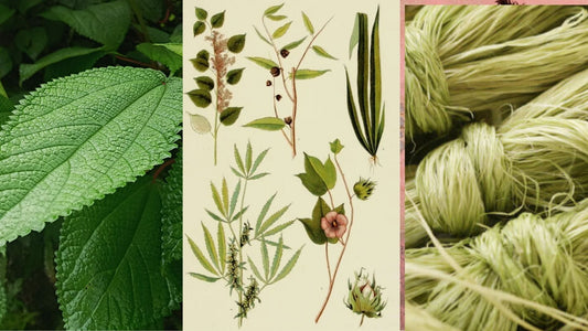 La ramie : connaissez-vous cette cousine de l’ortie qui devient tissu ?